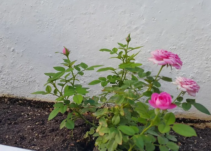 Daire Center Líndos