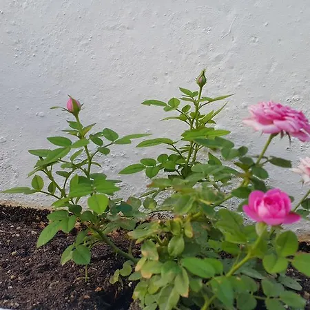 Apartman Center Líndosz